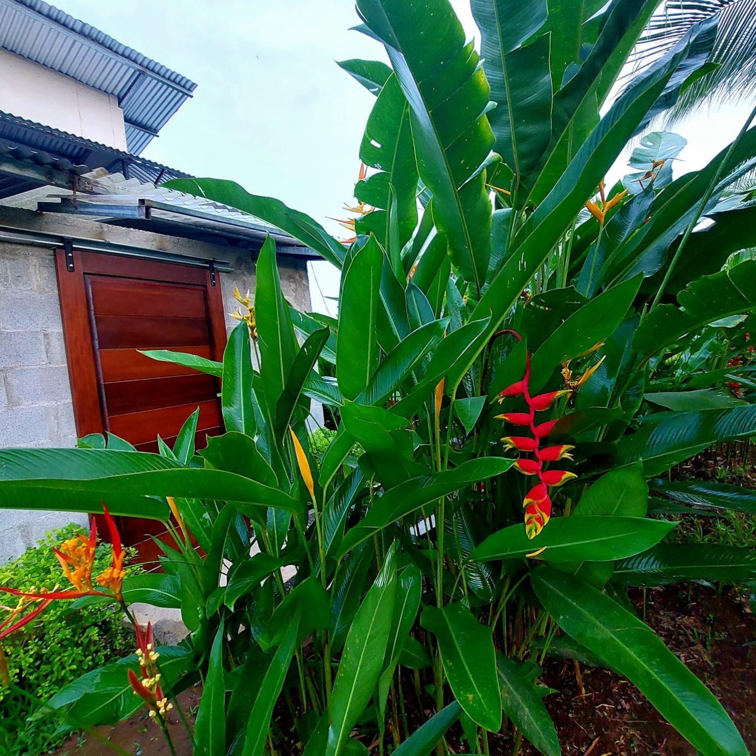 Hotel Bewak Cr Tortuguero Exterior foto